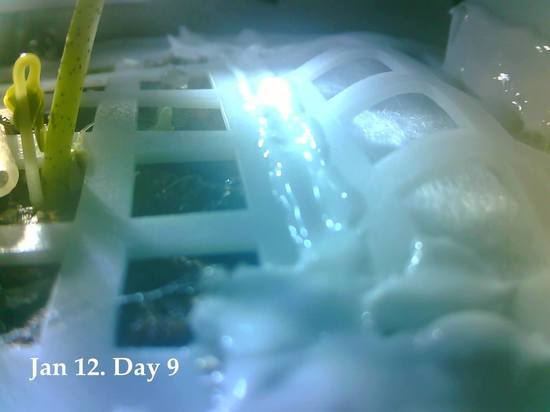 Детальный обзор новой необычной «космической лаборатории» России — «Бион-М» № 2. Её конструкция, орбита, цели, видео запуска.