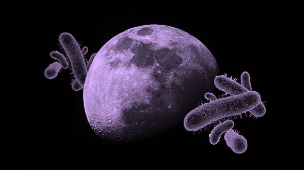 Ученые предупредили о риске заражения Луны устойчивыми микробами