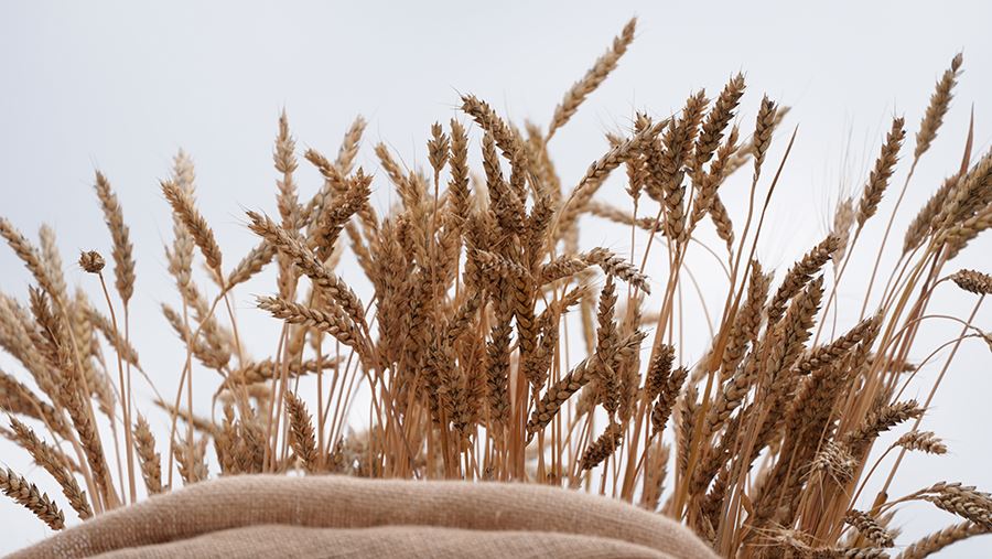 Посол РФ заявил о готовности Москвы увеличить поставки пшеницы в Египет